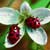Are GM Foods Destroying Biodiversity?
